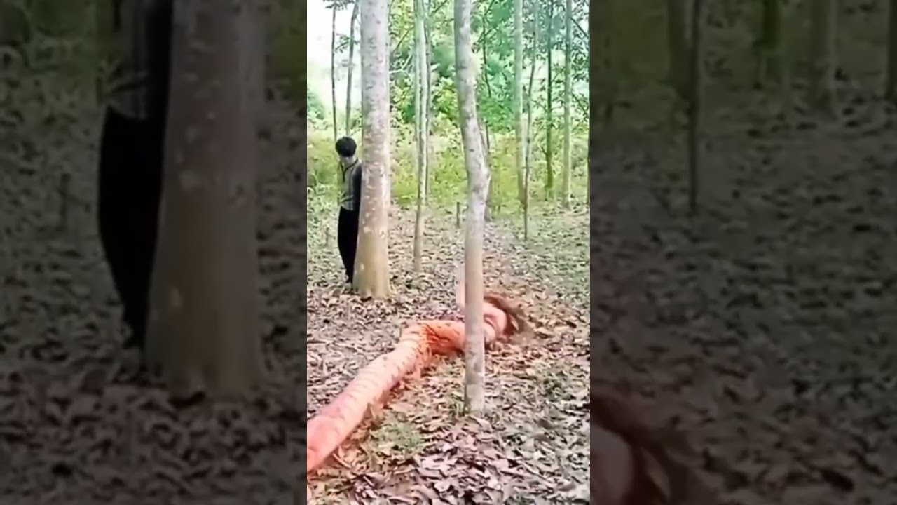 nkauj nab lub neej dai siab _ hmoob film 2022.
