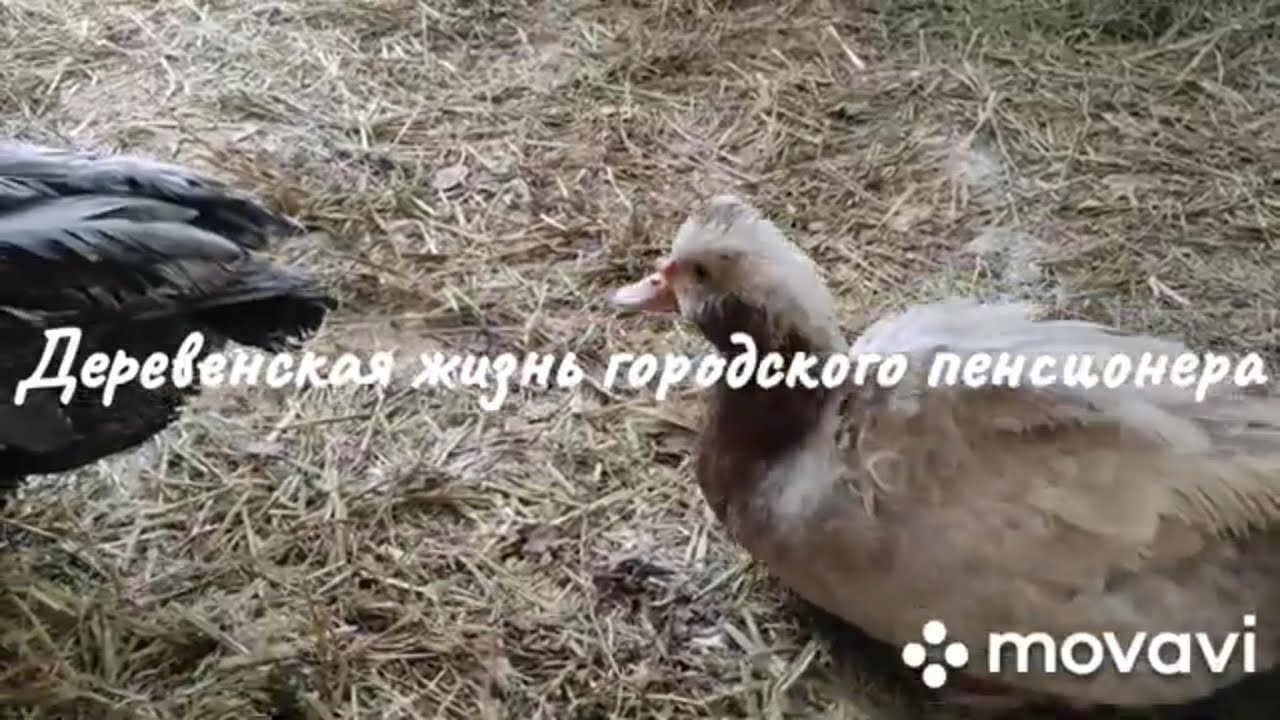 Хранение инкубационного яйца индоутки. Как определить что Индоутка готова сесть на яица
