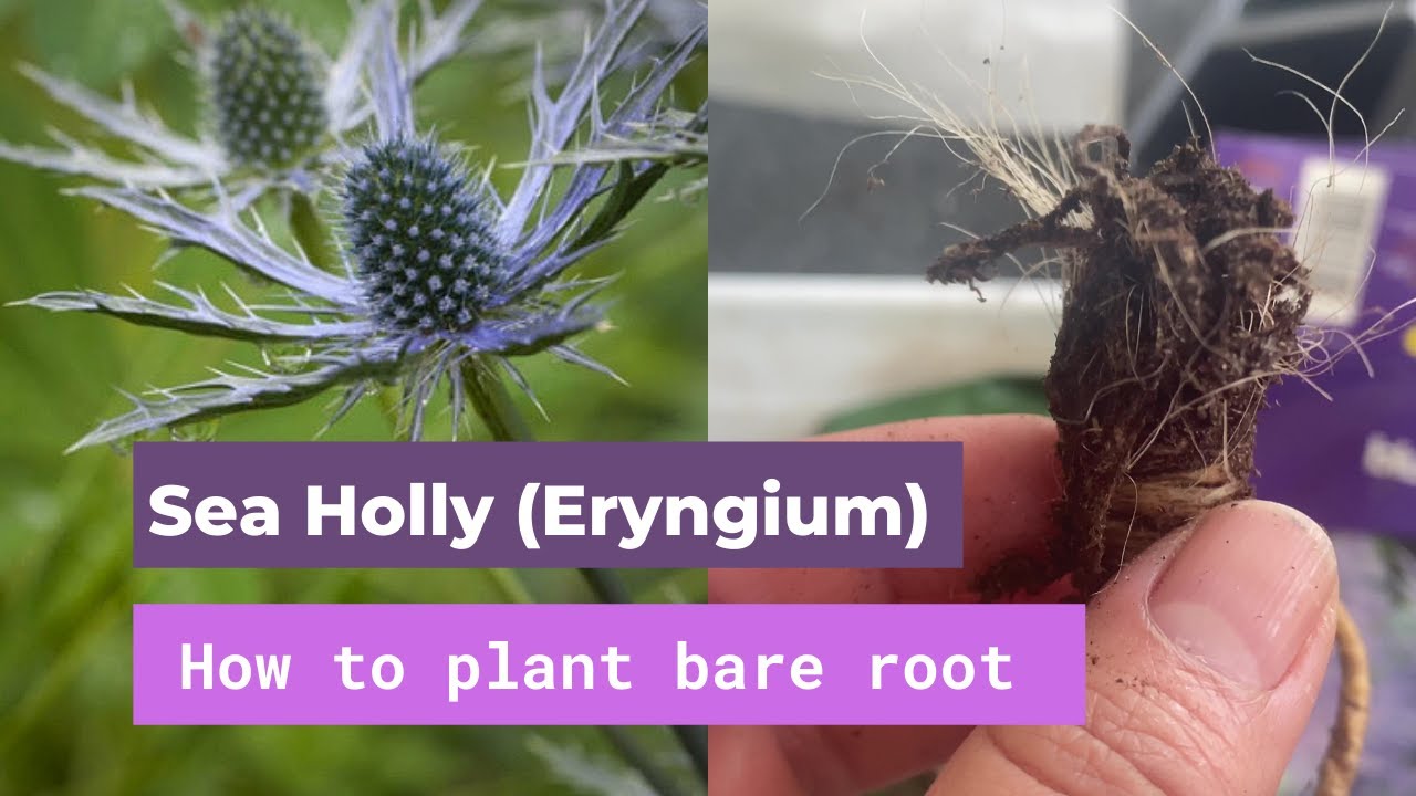 How to plant Sea Holly (Eryngium) from bare root