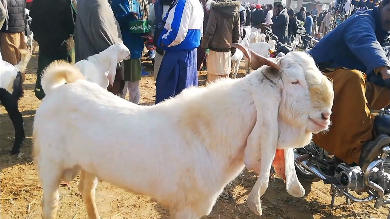Visit  to Daharki Bakra mandi | Village life #viralvideo