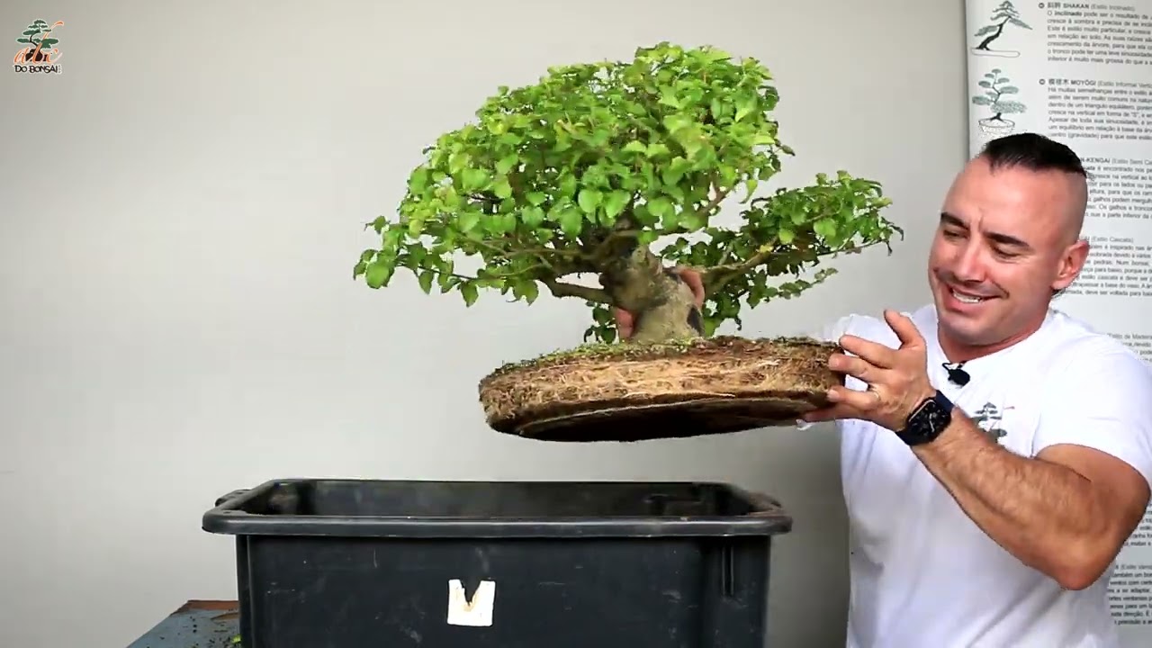 FINALIZANDO BONSAI DE LIGUSTRINHO - VASO DEFINITIVO