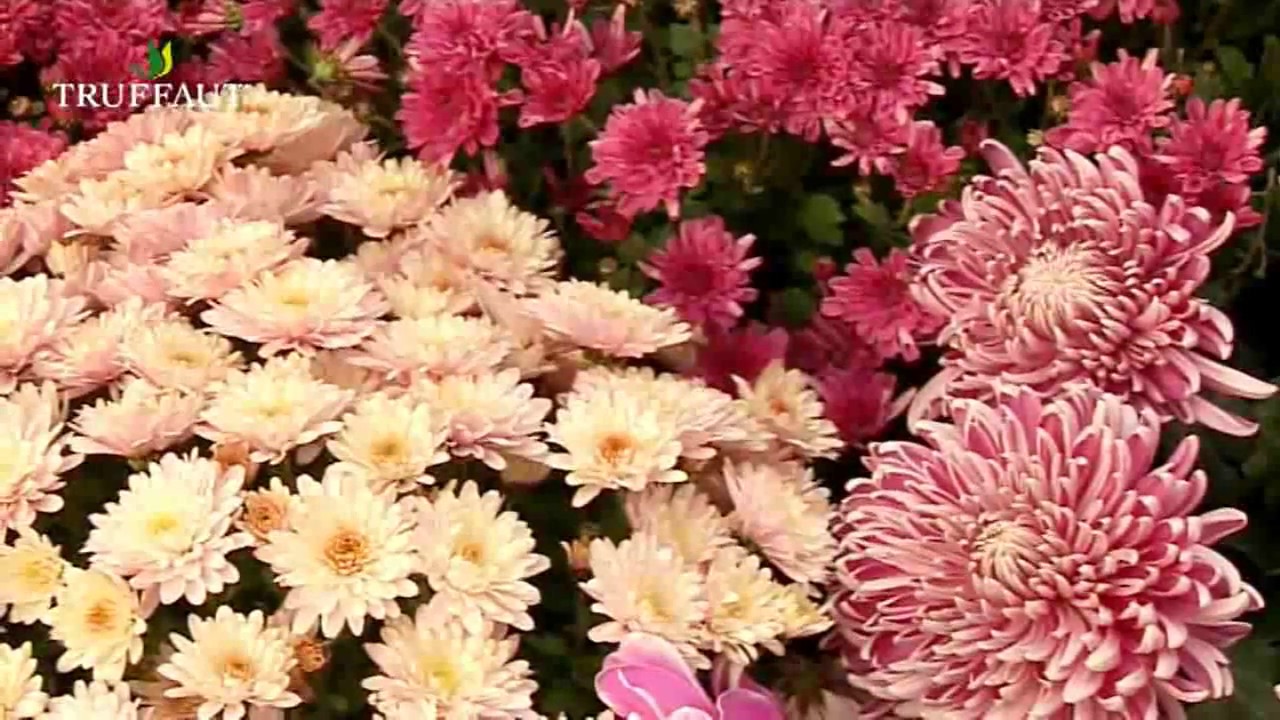 Les chrysanthèmes : plantes de saison pour fleurir le jardin ou le balcon - Truffaut