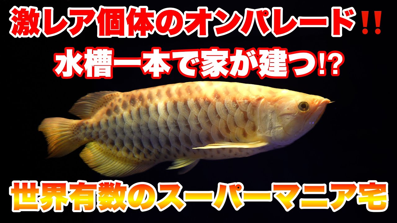 【お宅訪問】水槽一本で家が建つ！？世界有数の熱帯魚マニア宅訪問！