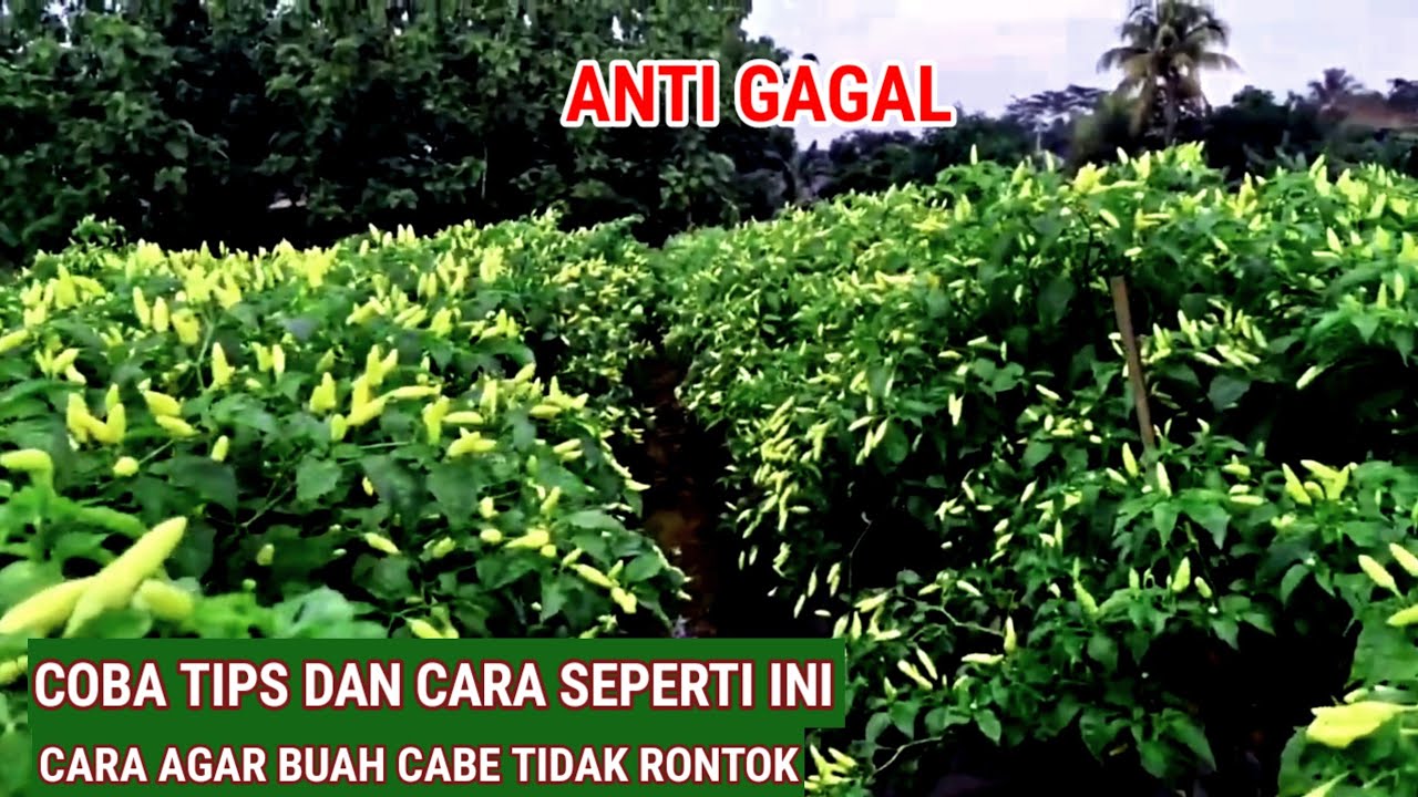 ANTI GAGAL!!Cara Mengatasi Bunga Cabe Rontok,Wajib Tahu Trik ini