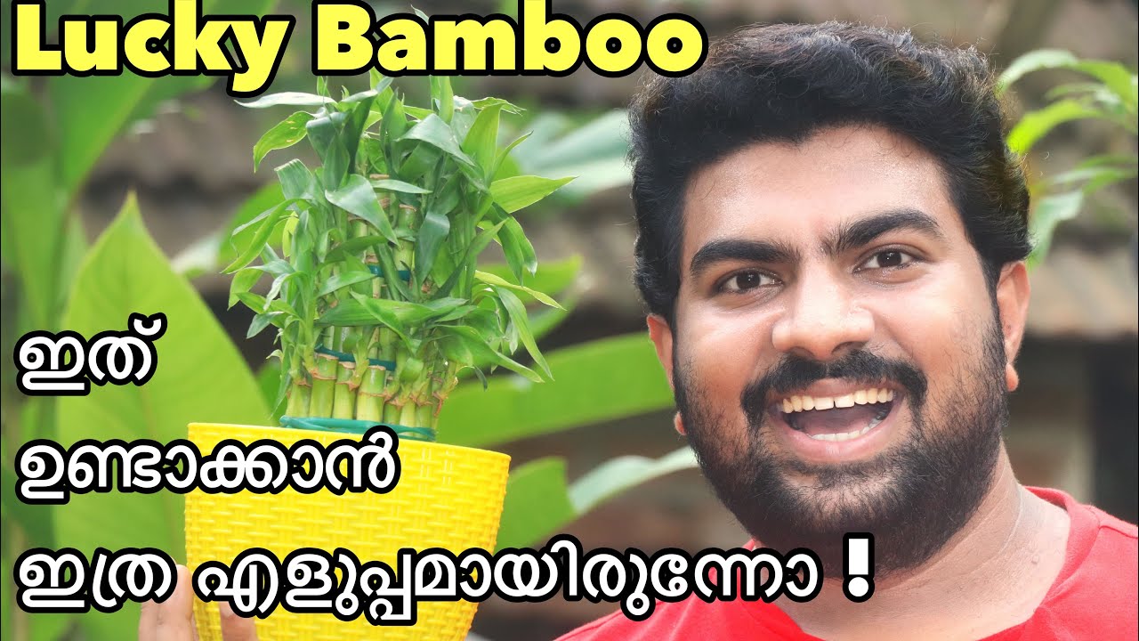 lucky bamboo plant | Malayalam | lucky bamboo care | fantasy journey | Indoor Plants