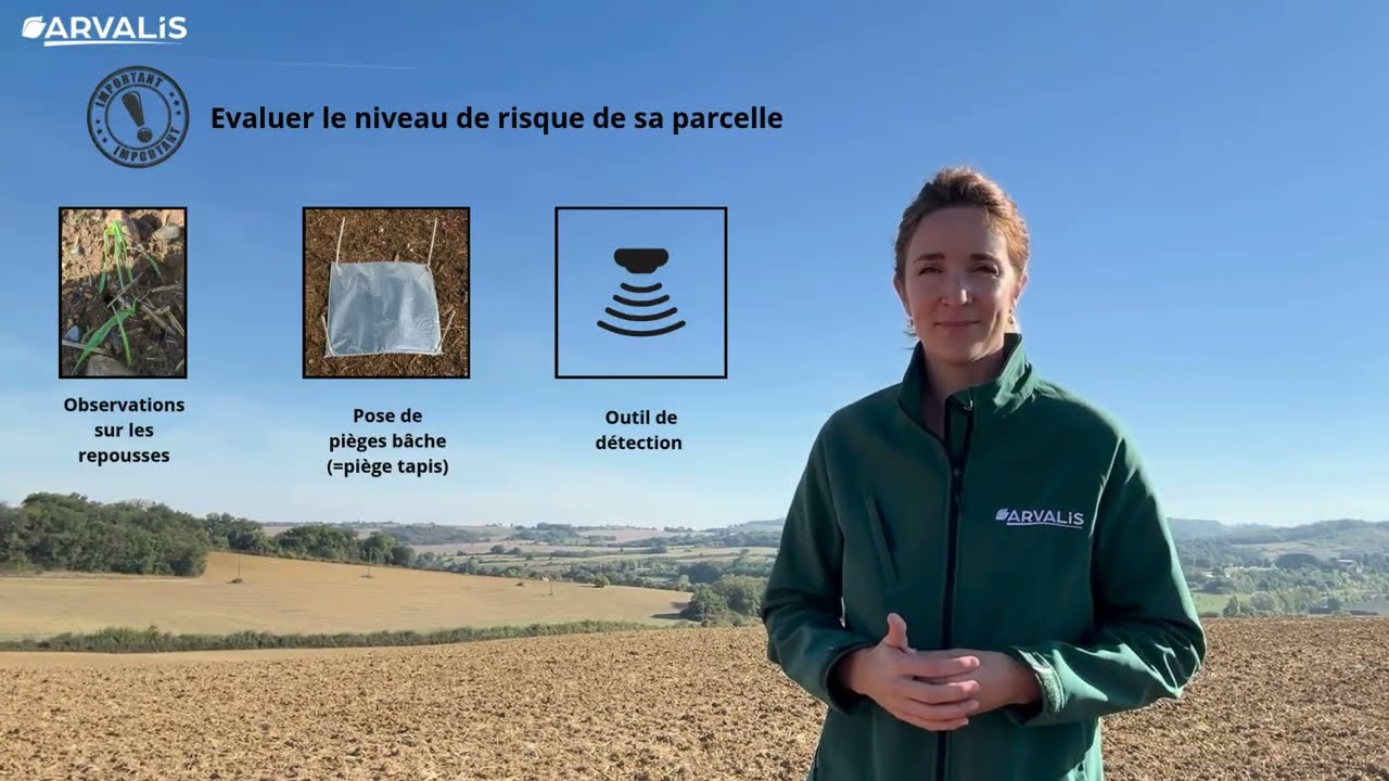 Nos recommandations contre les limaces : de l’observation à la protection - ARVALIS.fr
