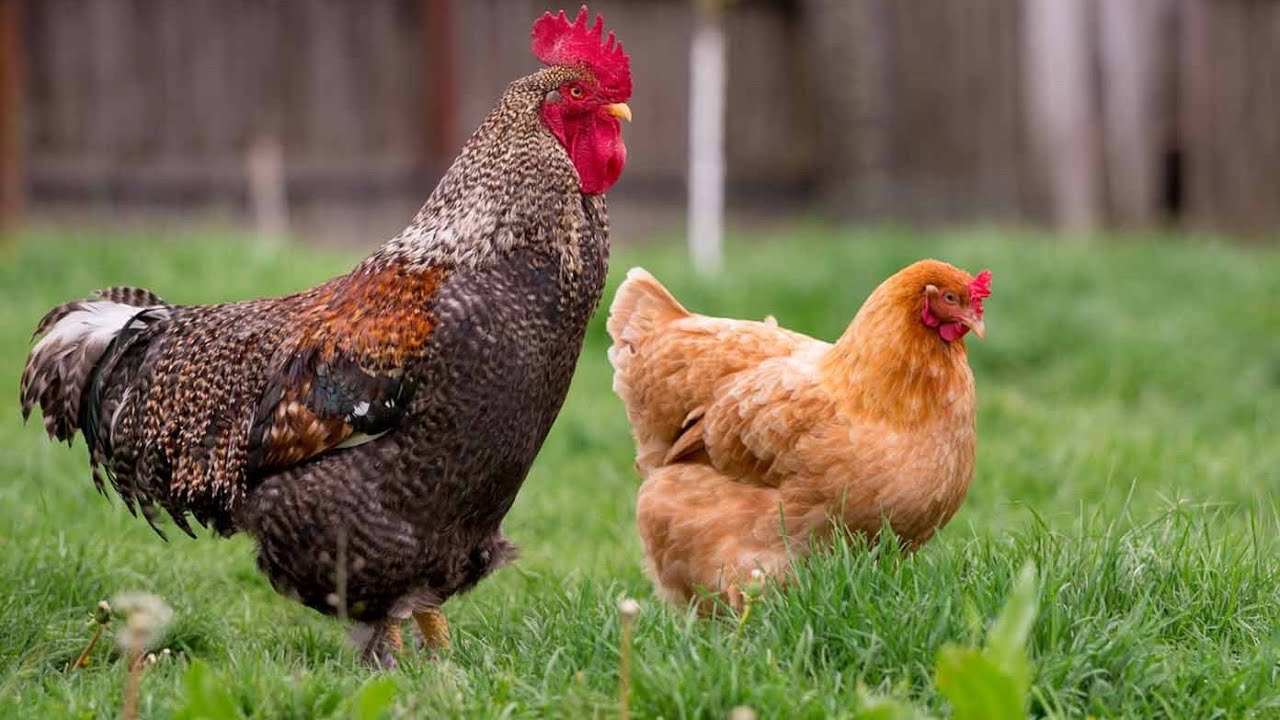 Backyard chicken keeping #broody #hen #feeder #coop #run #rooster #pullet #nestbox #roost #chicken 