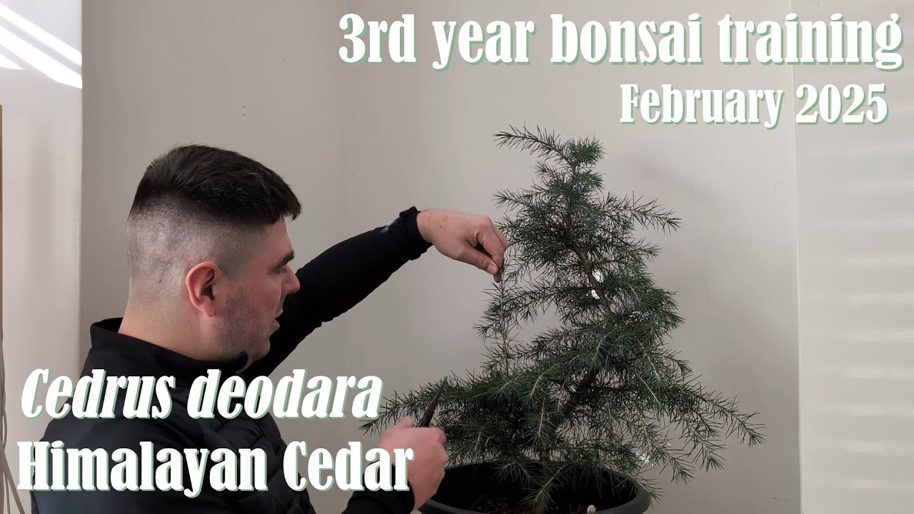 Himalayan Cedar Bonsai Training Year 3 February 2025