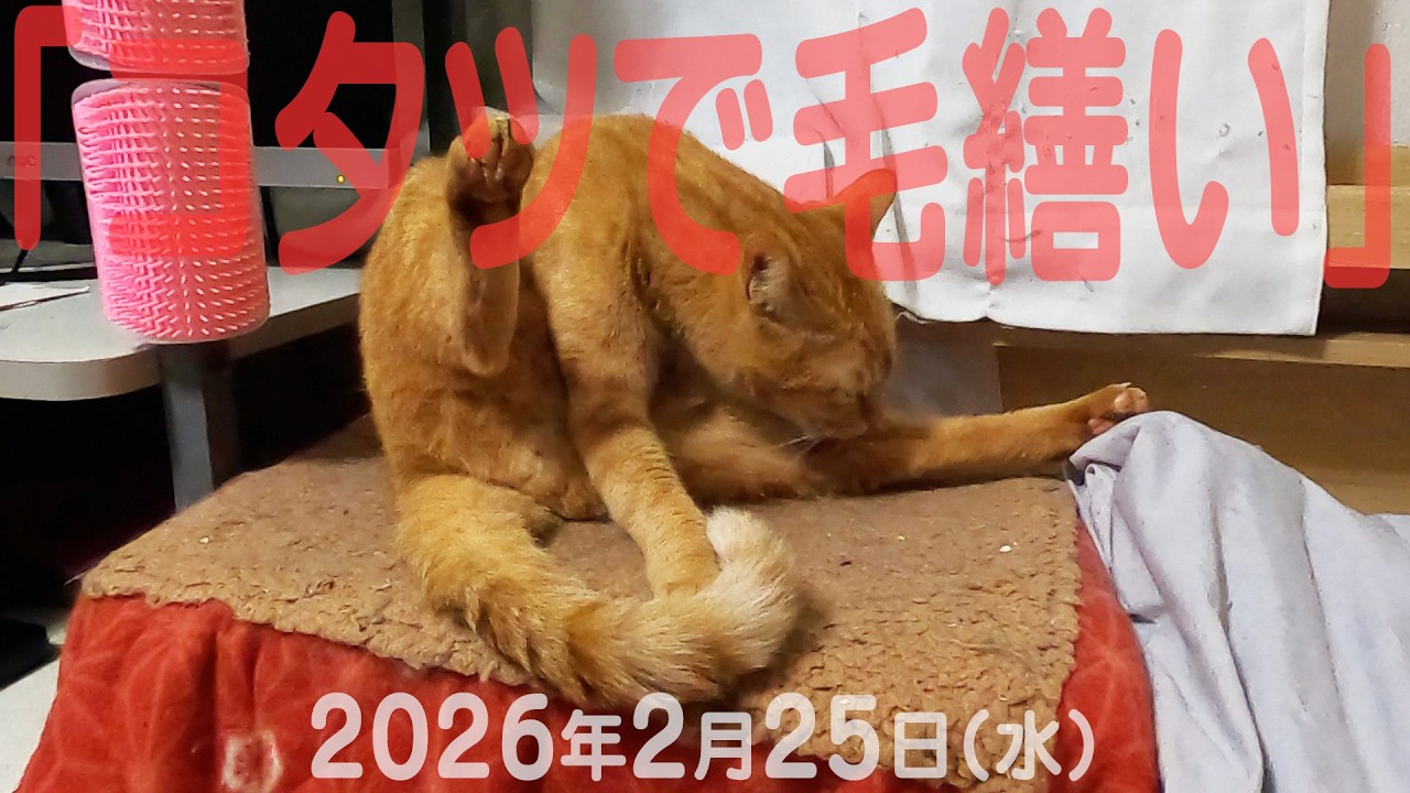 我が家の猫たち「コタツで毛繕い」2026年2月25日(水) 