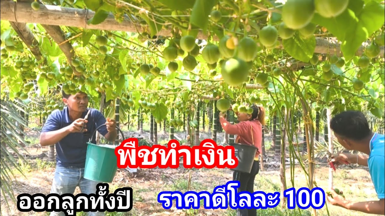 ผลไม้เถาสร้างเงิน!!ลูกดกทั้งปี กิโลกรัมละ 100 -150บาท สายพันธุ์ทวาย โรคและแมลงน้อย ผักสลัดผักอีนูน