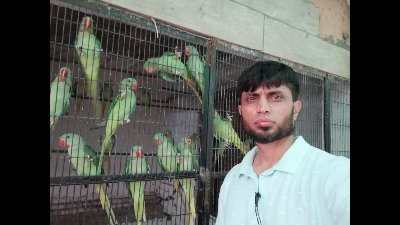 Raw and Yellow Ring-neck Parrots Flying Aviary