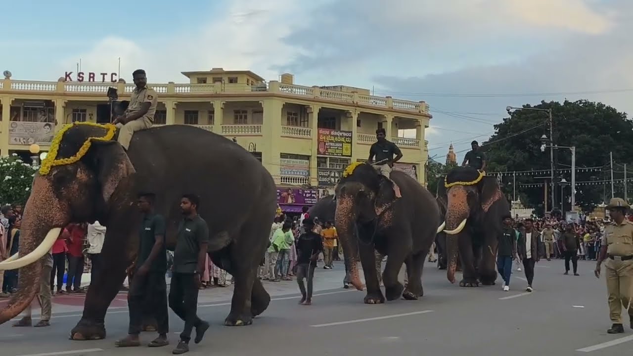 ಫುಲ್ ಜನಸಾಗರ ದಸರಾ ಆನೆಗಳನ್ನು 🐘ನೋಡೋಕೆ ಭಾನುವಾರ 🤩🥰 ಯುವ ದಸರಾ 14/9/2025 📷#mysore #dasara #elephant #mandya 
