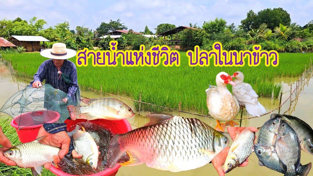 เลี้ยงปลาแม่น้ำโขงในนาข้าวนาข้าวแสนสุขปลาชุกชุม!!เกษตรอินทรีย์ปลาในนาข้าวมีอยู่มีกินมีแหล่งอาหารครบ