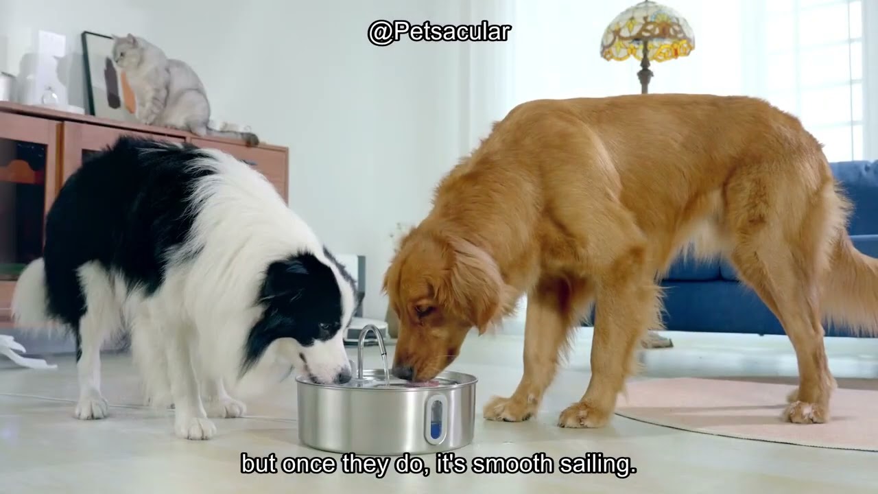 Dog Water Fountain Review: Is the 7L Stainless Steel Dispenser Worth the Investment?