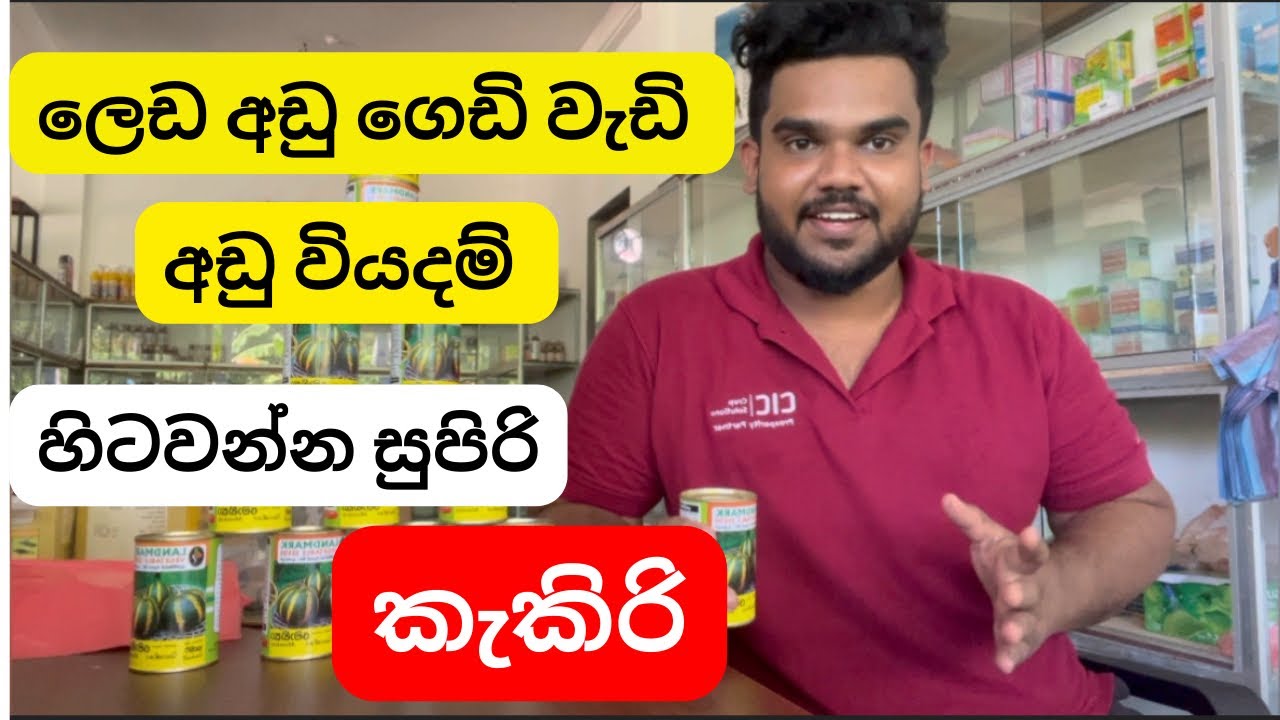 හිටවනවනම් මෙන්න ගෙඩි වැඩි ලෙඩ අඩු කැකිරි