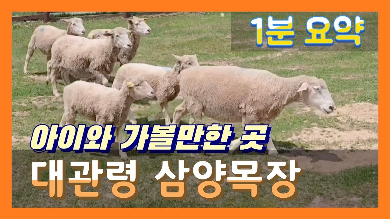 [대관령 삼양목장] 장엄한 대관령 힐링을 느끼며 양과 교감할 수 있는 곳, 양몰이 공연까지~! | 삼양라운드힐
