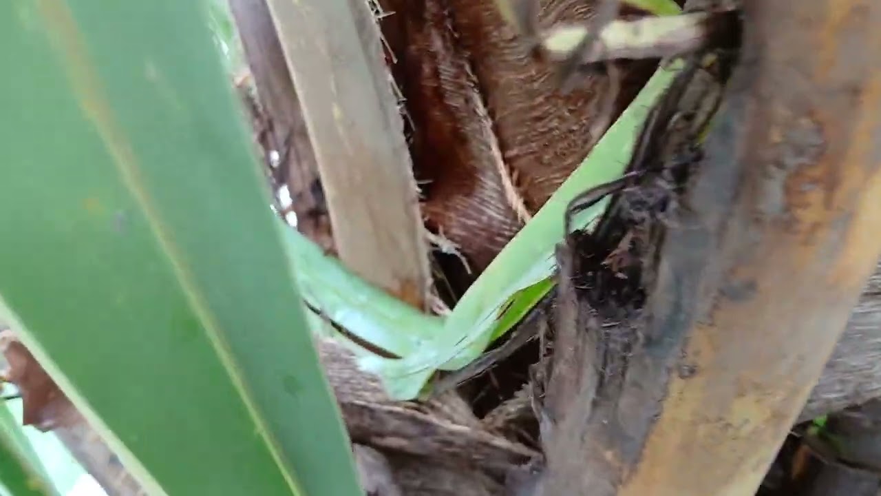 BEATLES attack again in the coconut tree..