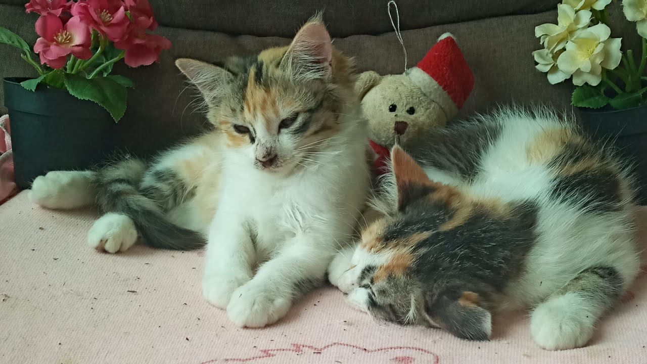 Cats & kittens are 865 & 774 & 700 & 617 & 516 & 499 & 451 & 375 & 260 & 222 & 122 &282 &216 &114&80