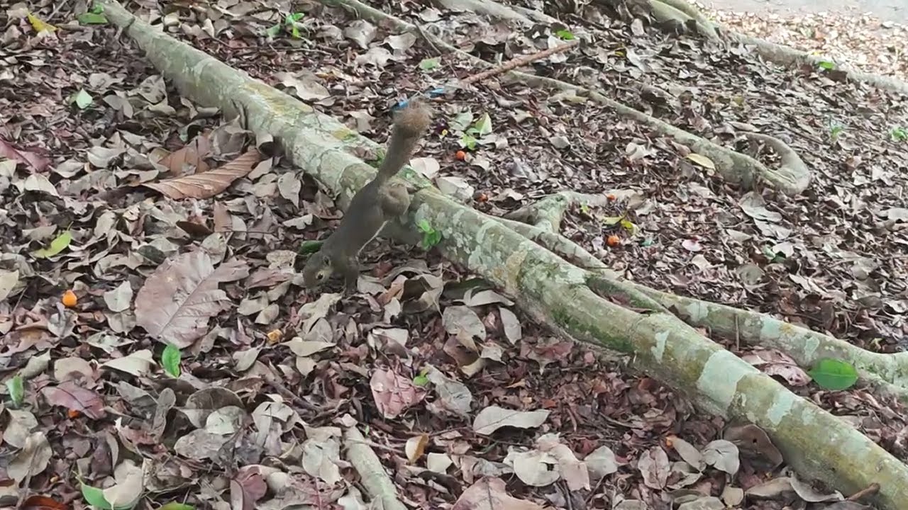 Spotting a Squirrel and Walking in the Rain Forest Trail at Singapore Botanic Gardens