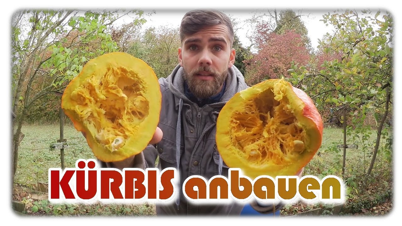 Zweite Kürbis Ernte erfolgreich + verkreuzter Hokkaido Kürbis