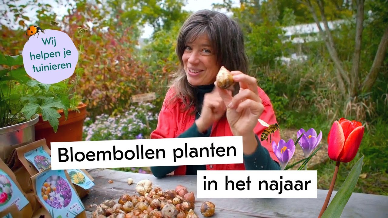 Hoe plant je een bloembol? 🌷