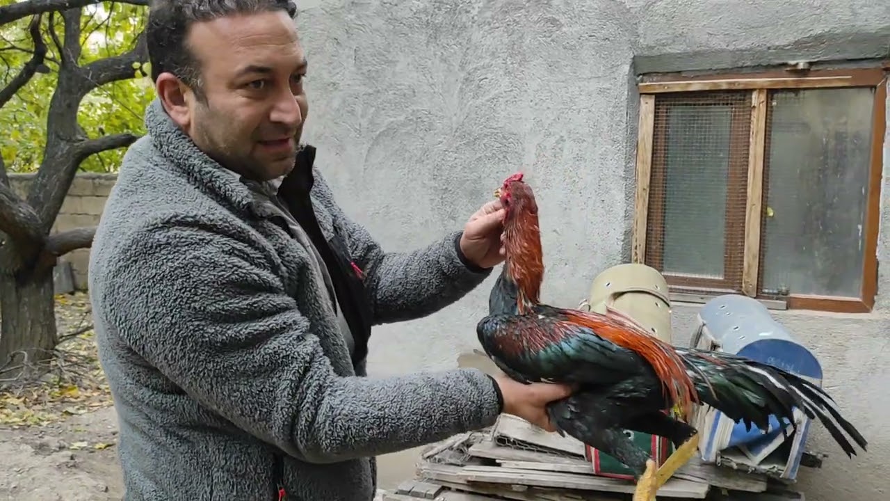 /// KAĞIZMAN DA GÜZEL ŞEKİLLİ HOROZLAR CAFER BEYDE ///