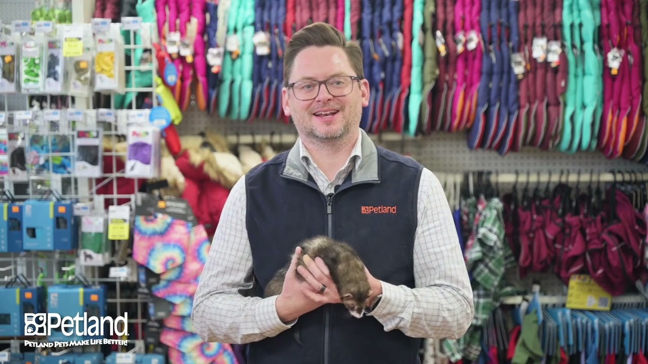 Is a ferret the right pet for you?  Ferret Purchase Considerations