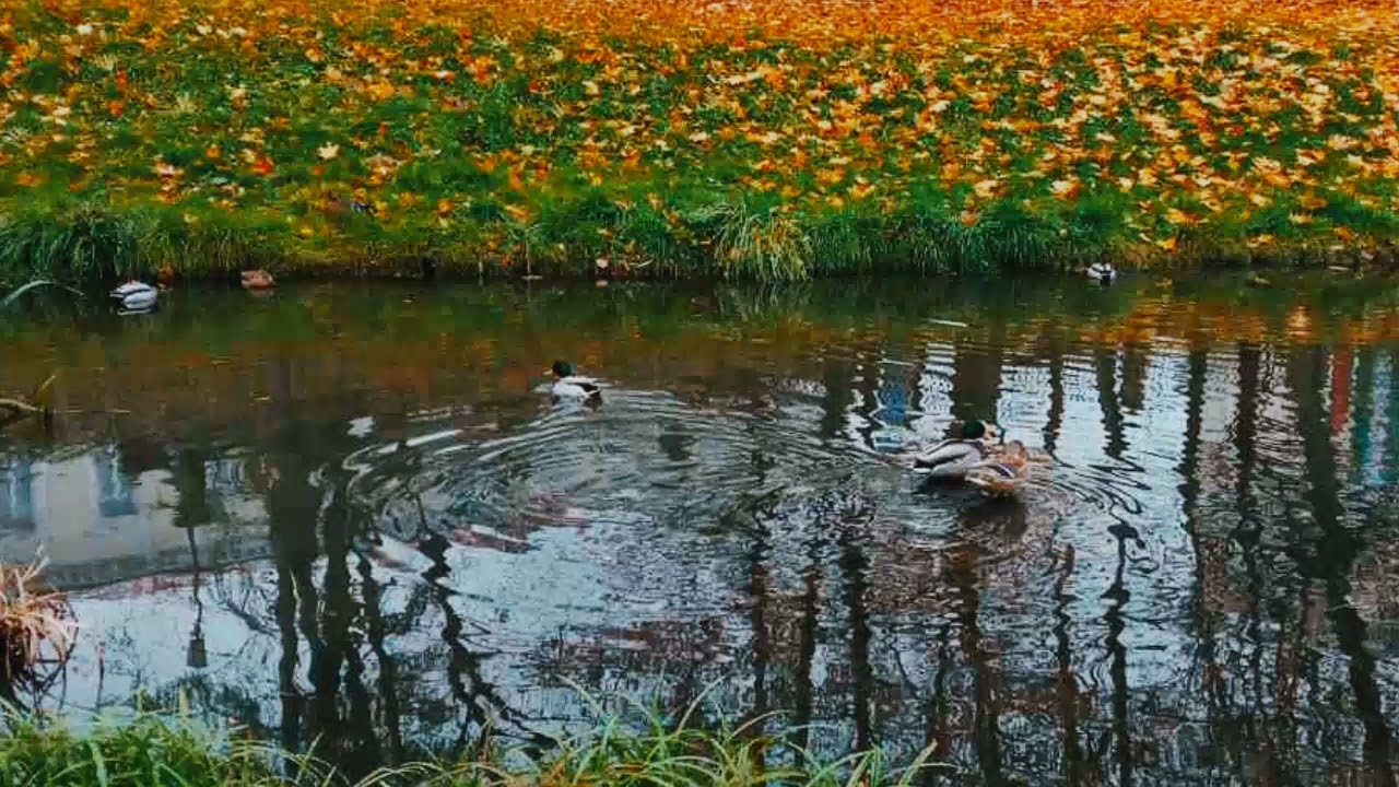 ПРОЩАЛЬНЫЙ ОСЕНИ ПОЦЕЛУЙ.. 🎼🎼🎼🎷🍁🍁🍁