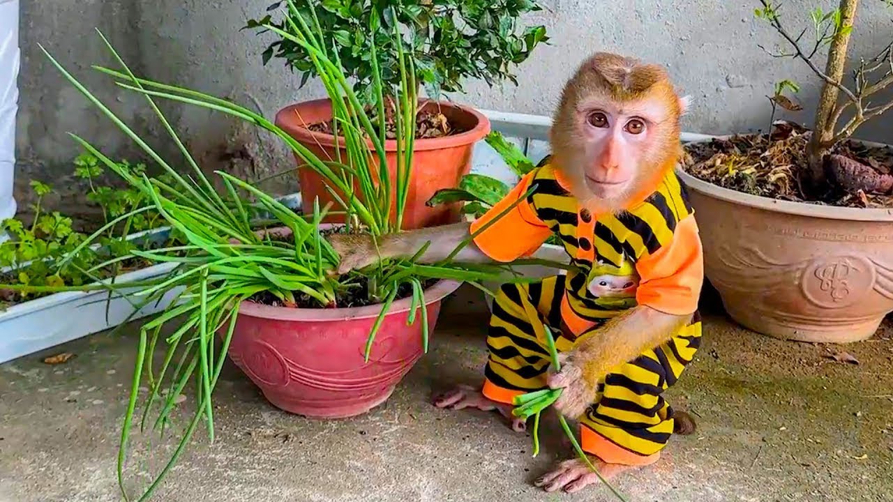Oh my god, Monkey Kaka went upstairs and ruined Mom's vegetables!
