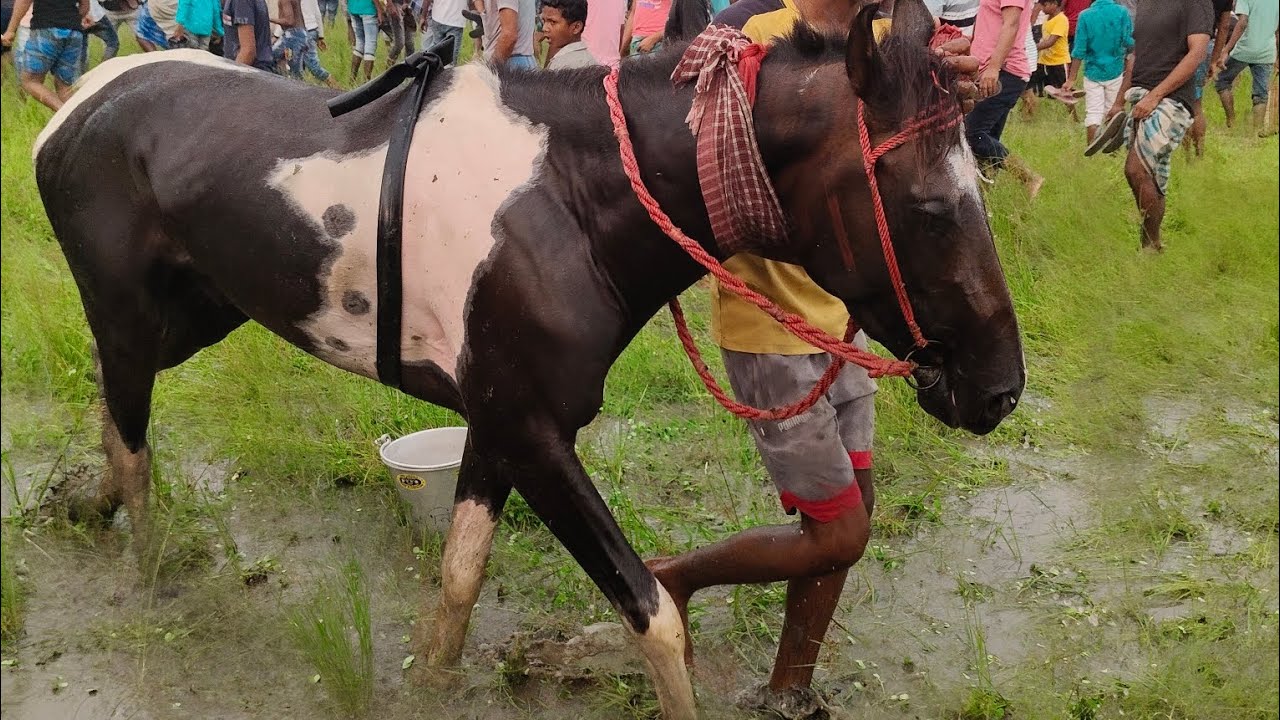 হামাদামা ইস্টিশান ঘোড়া ছুট 🐎