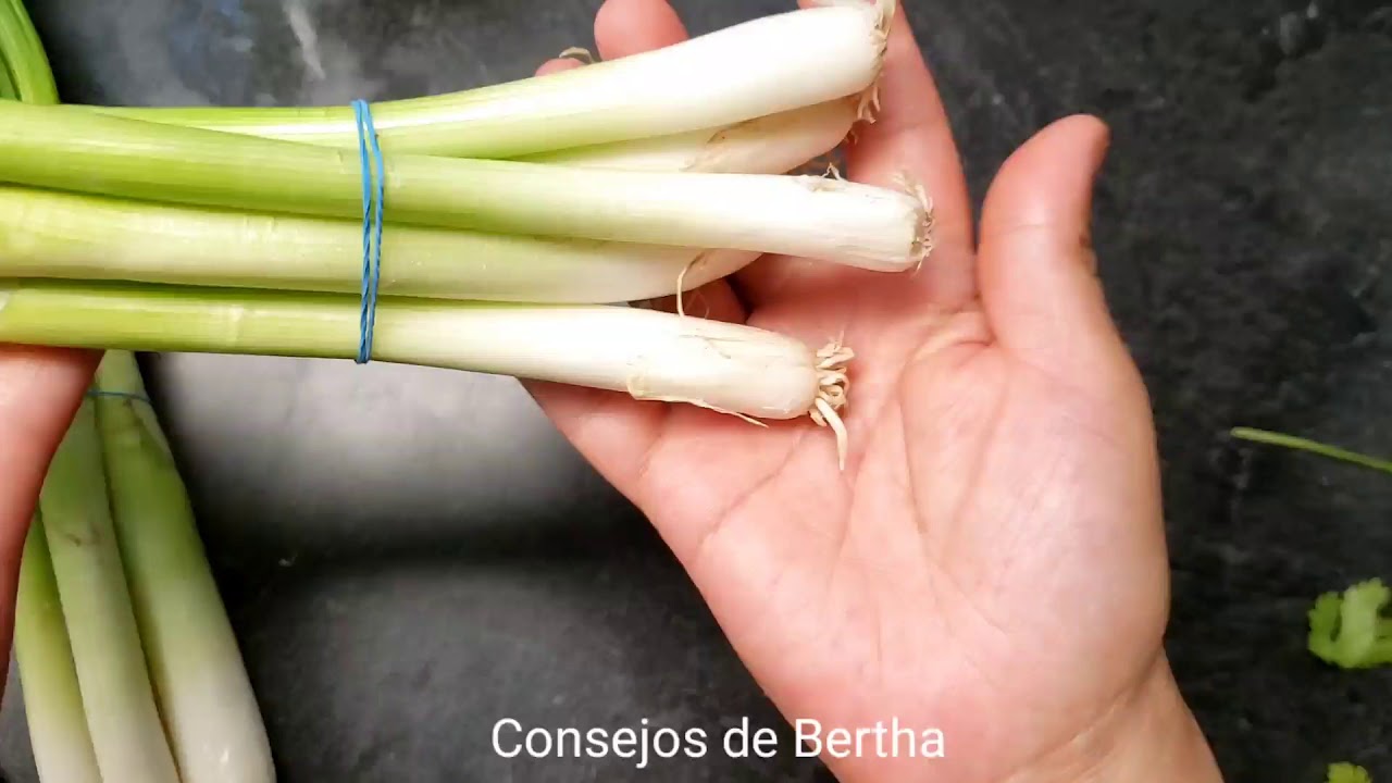 TIPS # 1 CONSERVAR POR MAS TIEMPO(cilantro, jengibre, betabel ,cebollitas)