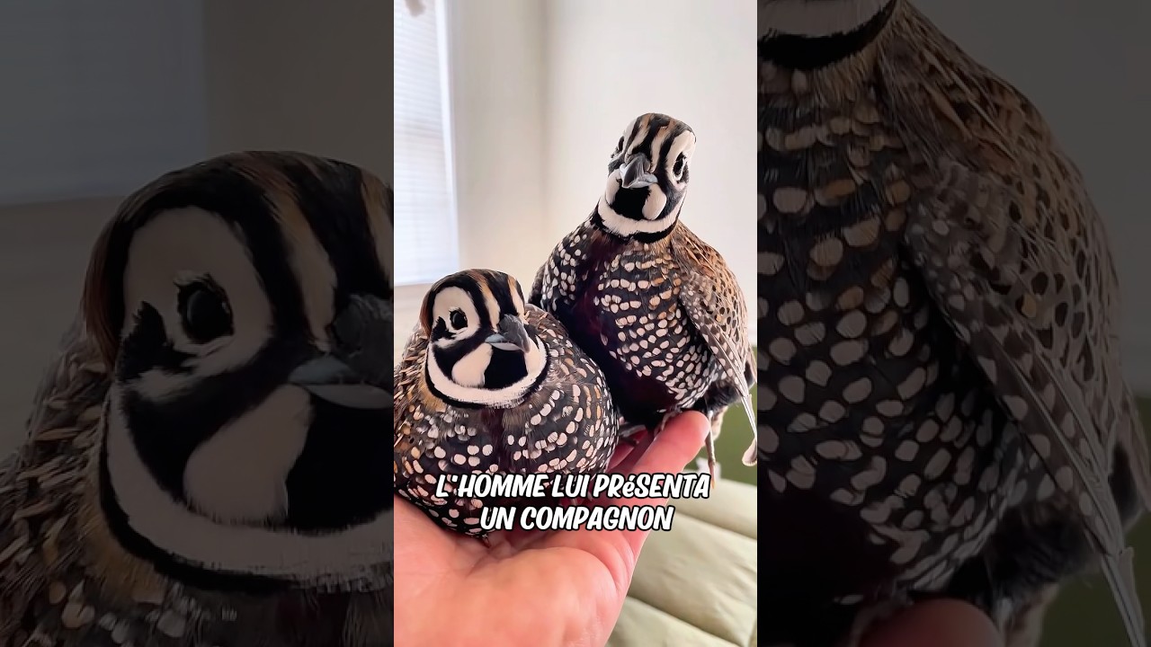 Un homme a trouvé un bébé caille perdu et l'a adopté