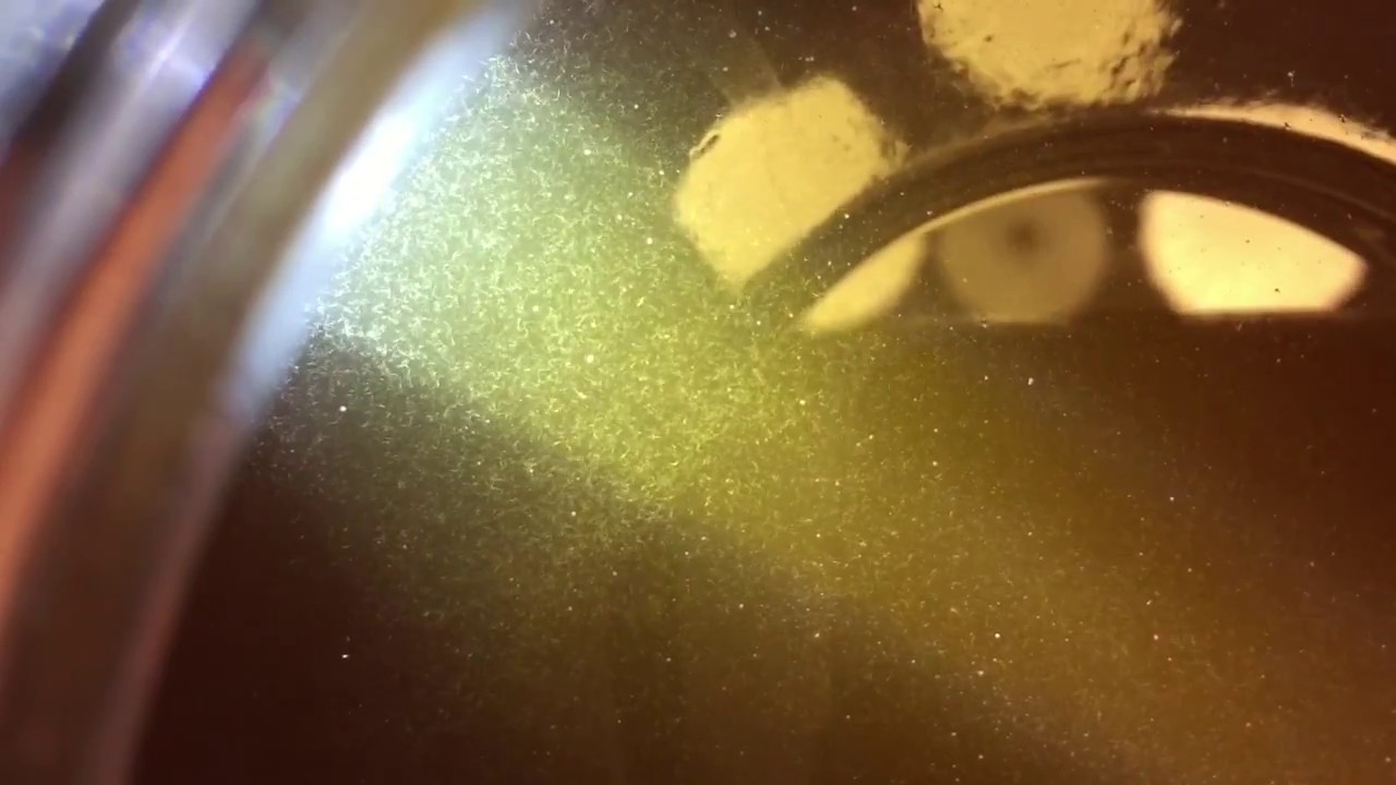 How to Tell if Your Kombucha Has Vinegar Eels