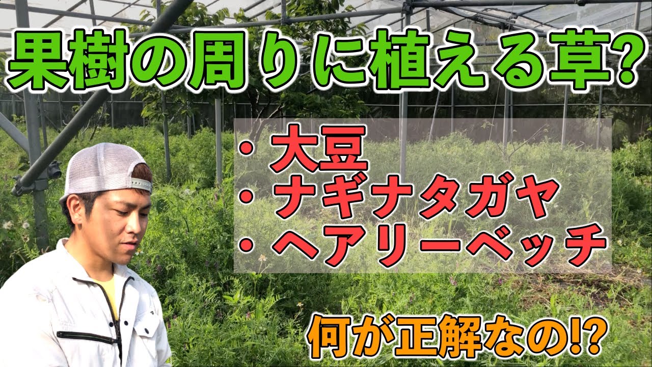 【自然栽培】草生栽培に使う草の検討！大豆とナギナタガヤとヘアリーベッチ！