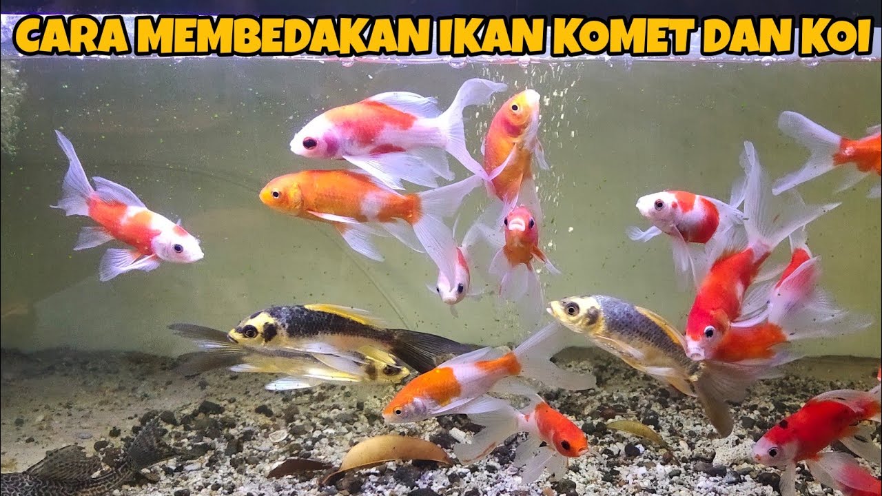 Perbedaan Ikan Komet Dan Ikan Koi Slayer