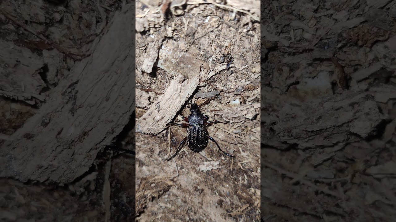 Природа 🪲 и #Насекомые 🐝 Украины - #Жуки Туруны, Жужелицы Carabus&nbsp;#Beetles&nbsp;4k Insects Shorts Video