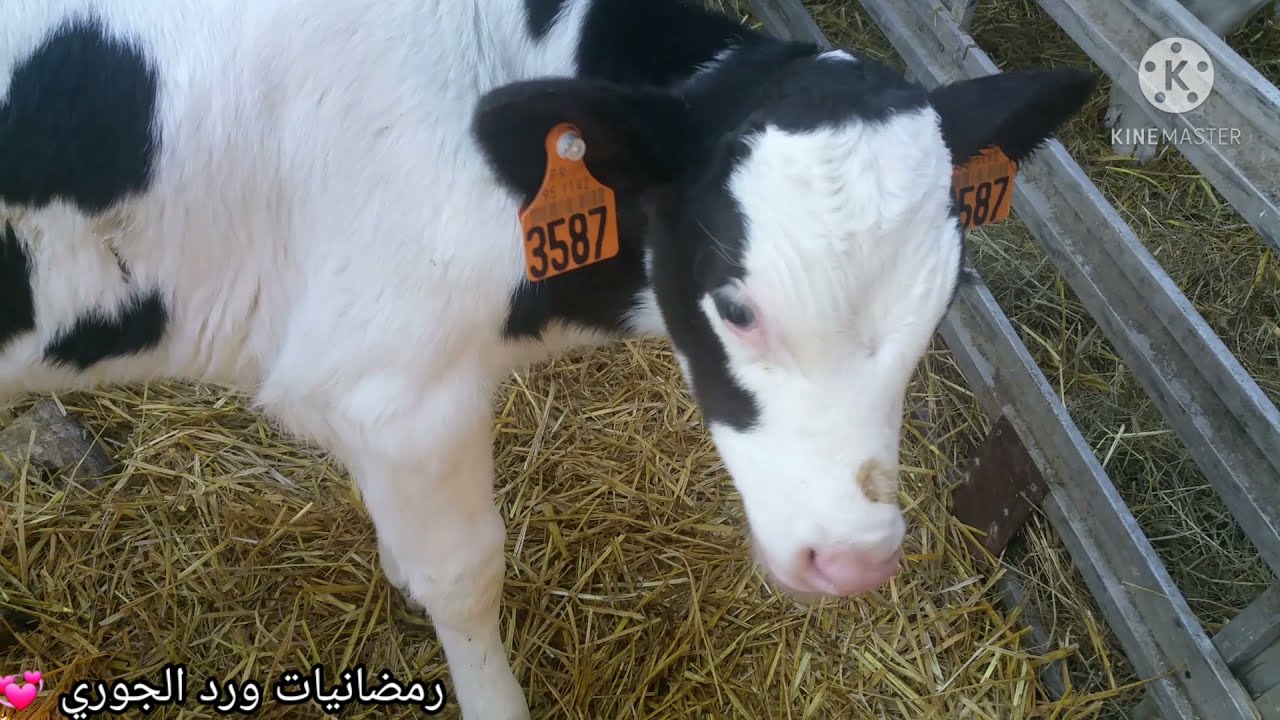 صباح جميل ف فيرما 🌞🐄Ferme Bellay ب Cergy-Pontoise