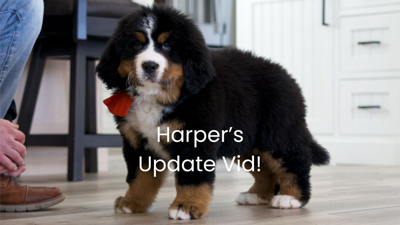 Our Bernese, Harper's Update Video!