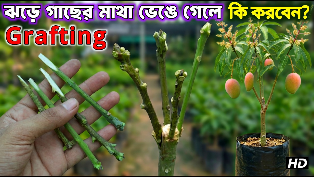 Am gacher kolom/how to graft cuttings/কলম করার সবচেয়ে সহজ পদ্ধতি
