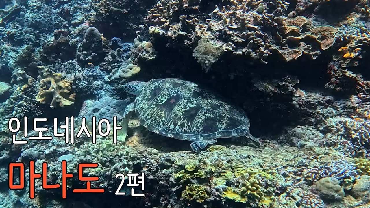 인도네시아 마나도2편 #여행#프리다이빙#마나도#부나켄#아재여행#인도네시아
