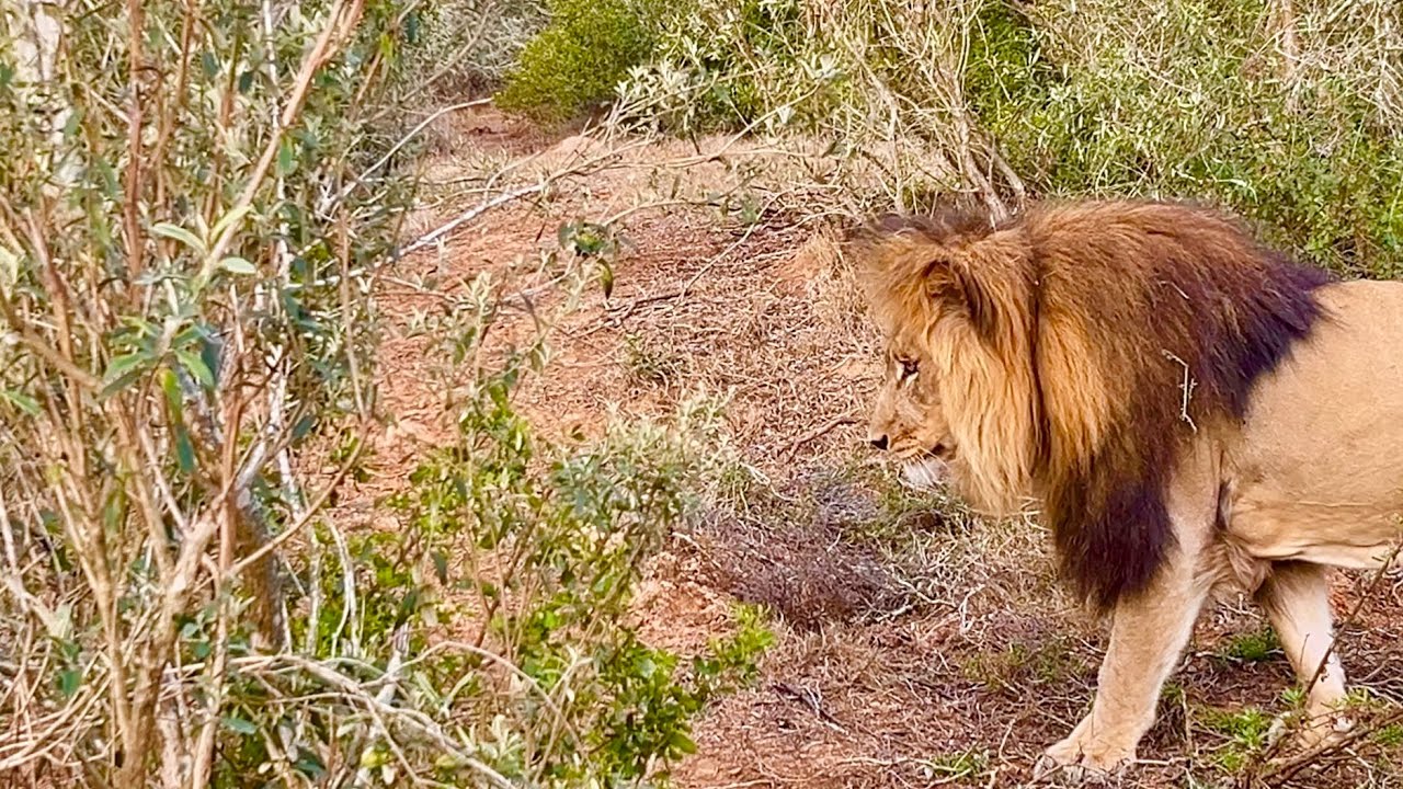 CAPETOWN/ Safari VLOG No.04