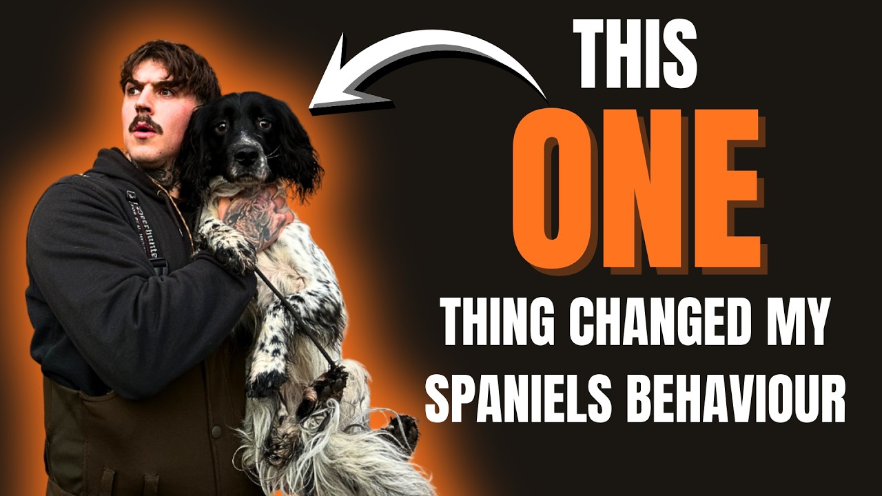 This ONE Thing Changed My Spaniel’s Behaviour