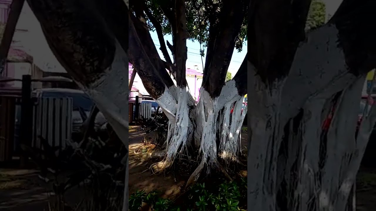 en ayutla  ..