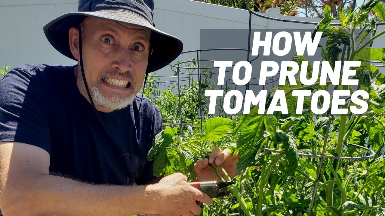 How to Prune Tomato Plants [Indeterminate tomato pruning]