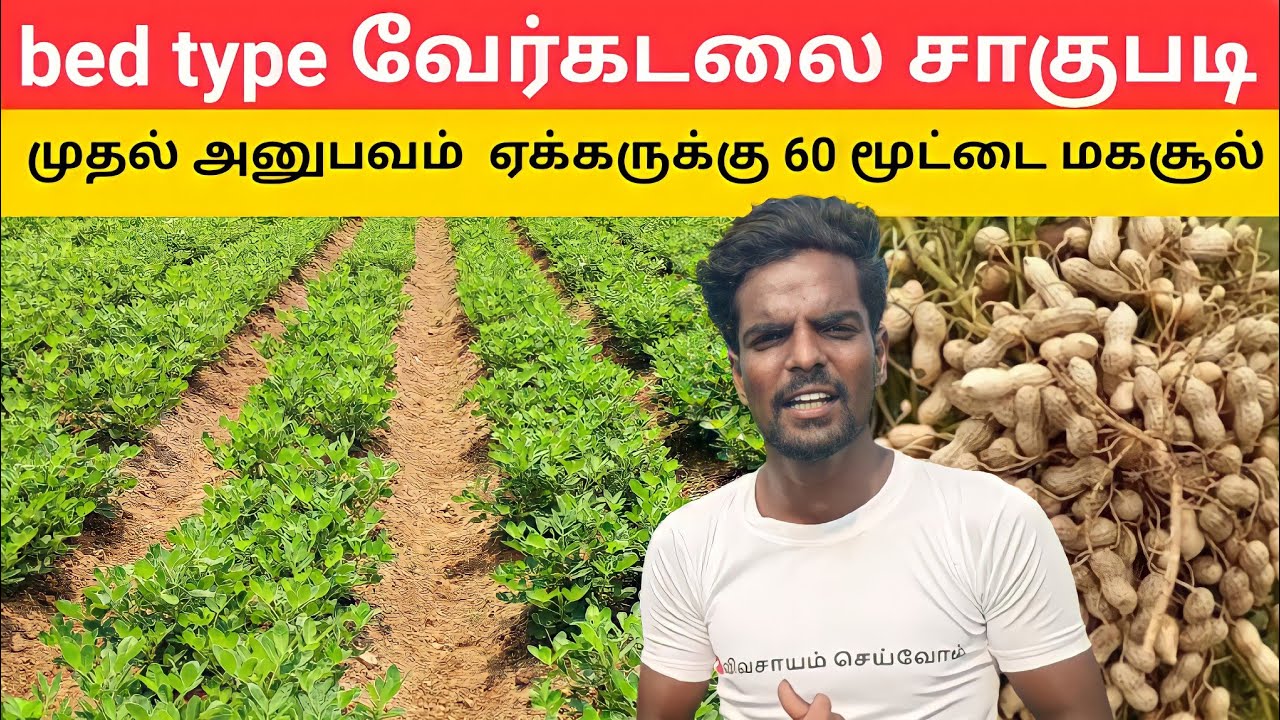 bed type வேர்க்கடலை சாகுபடி முதல் அனுபவம் Peanut | groundnut harvester machine |kadiri 1812