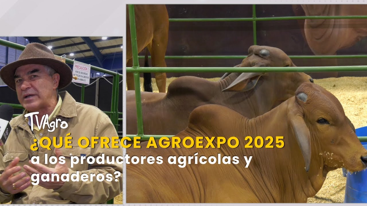 ¿Qué ofrece Agroexpo 2025 a los productores agrícolas y ganaderos? – TvAgro por Juan Gonzalo Angel
