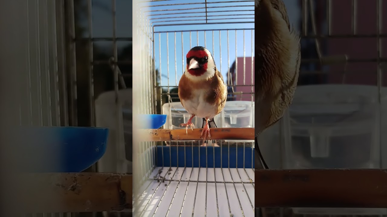 سلام عليكم الهند القديم ربي يبارك ماشاءالله البابوري