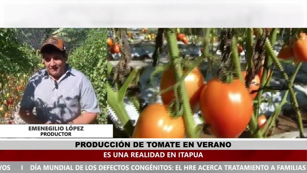 PRODUCCIÓN DE TOMATE EN VERANO ES UNA REALIDAD EN ITAPÚA