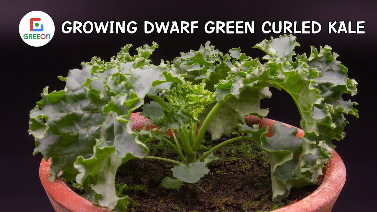 Growing Dwarf Green Curled Kale Time Lapse 41 Days