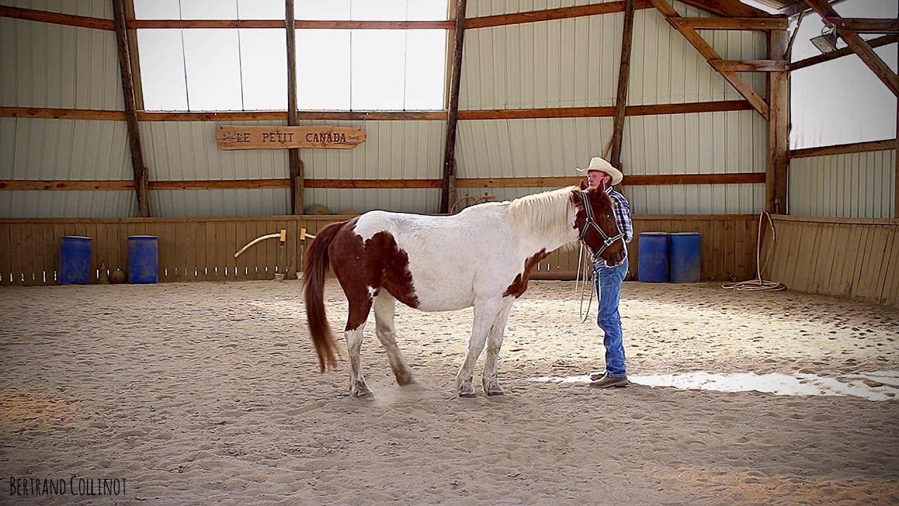 Langage du cheval - Partie 1 - Travail au sol.